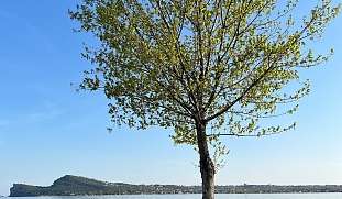 Strand-San-Felice-del-Benacco-Lamasu-Gardasee